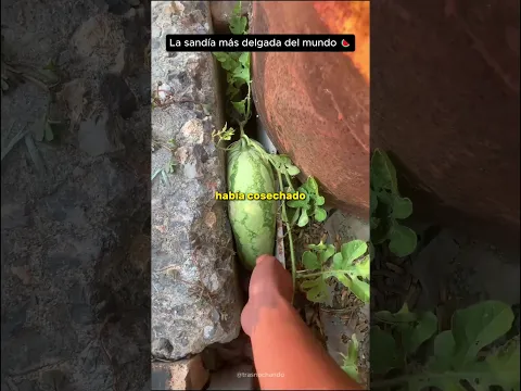 La sandía más delgada del mundo 🍉