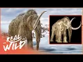 Mammoths: The Giant Titans Of The Ice Age | Real Wild