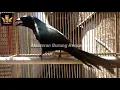 Download Lagu Burung Murai Papua / Murai Irian Gacor Suara Jernih \u0026 Tajam.