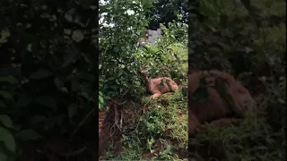 Rural Charm in Kilifi Kenya #shorts