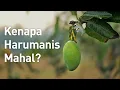 Download Lagu Musim Mangga Harumanis Perlis Dah TIBA, Wajib Cuba Sekali Seumur Hidup