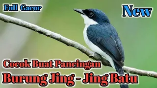 Download Sound . Suara Pikat Burung Jing-Jing Batu Full Gacor . 🔊 MP3