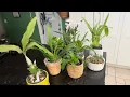 Ecuagenera Bonsall Haul - July 2025