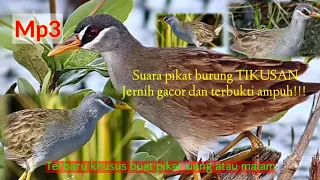 Suara pikat burung tikusan, mp3 sangat bersih dan jernih,,sudah terbukti ampuh!!!