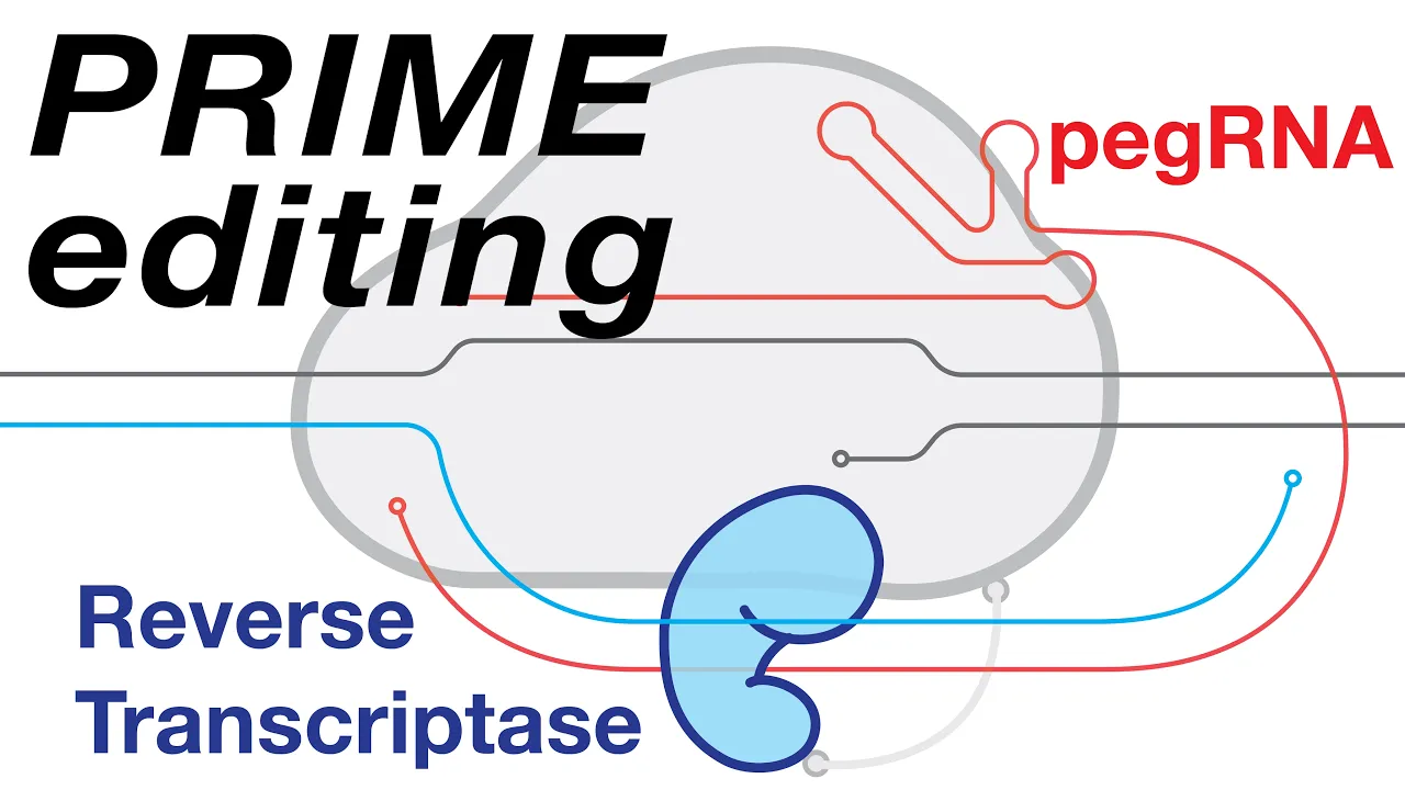 Prime editing (pegRNA + RT + nCas9)