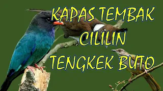 masteran kombinasi burung kapas tembak cililin tengkek buto dengan jeda untuk murai batu