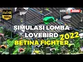 Lagu 1 MENIT LANGSUNG NYAUT | Simulasi Lomba Lovebird Betina FIGHTER 2022