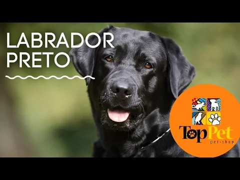 Download MP3 BANHO EM LABRADOR PRETO