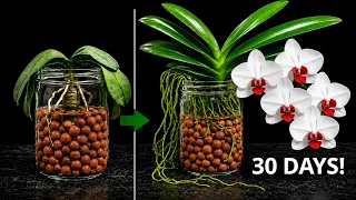 i stopped using orchid soil and it saved my dying orchid 30 days result 