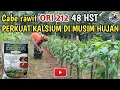 Lagu PERKUAT KALSIUM UNTUK CABE RAWIT DI MUSIM HUJAN