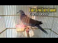 Download Lagu Burung Puter Geni/Puter Lumut Jantan Manggung Gacor