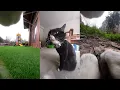 Maxwell the cat has a busy day patrolling his territory and arguing with his brothers