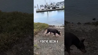#fyp #dream #pets #vlog #doberman