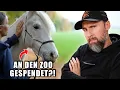 Download Lagu Pferd zum Verfüttern an den Zoo gespendet?! Absurder Spendenaufruf in Dänemark | Robert Marc Lehmann