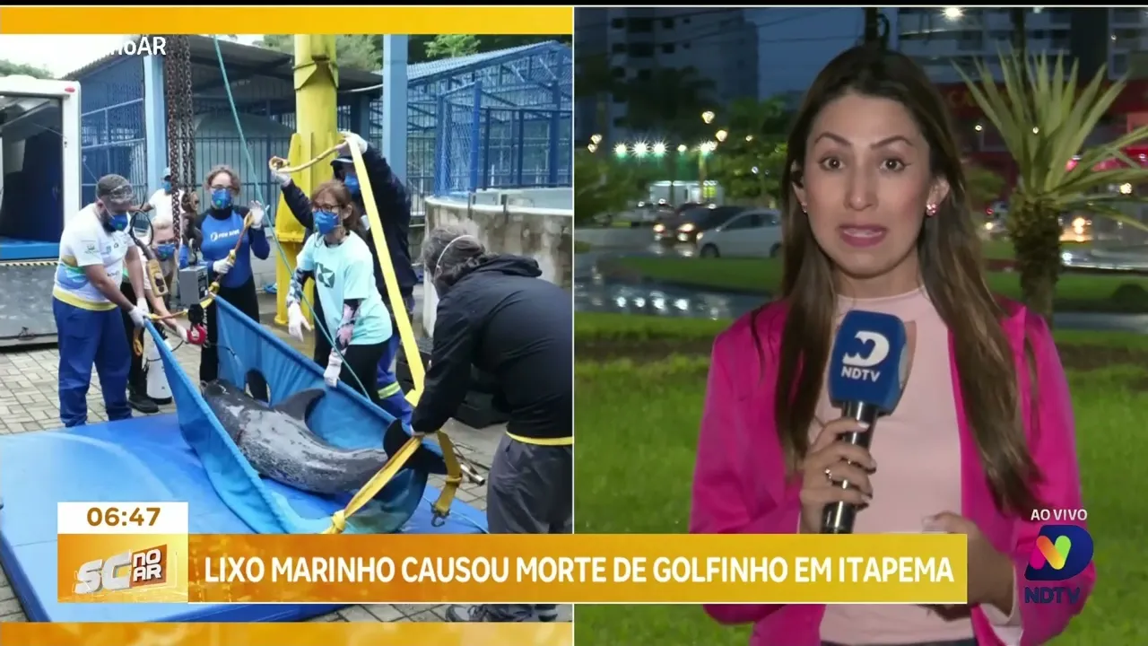 Lixo marinho é responsável pela morte de golfinho em Itapema, SC