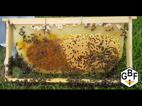 Download MP3 How to inspect your hive - South Africa Griebenouw Bee Farming