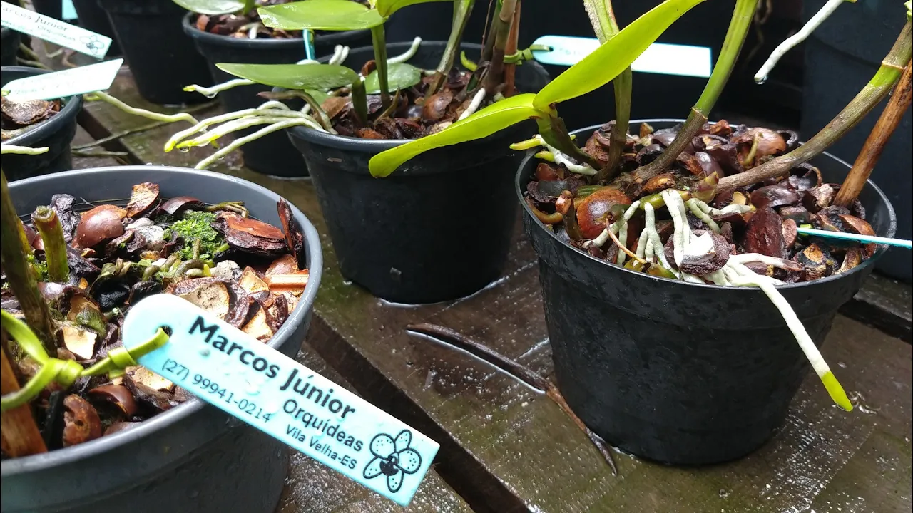 ORQUÍDEAS NA CHUVA