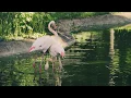 Download Lagu The beauty of existence heart touching nasheed .Relaxing Music 432hz