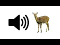 Download Lagu Rusa - Efek Suara