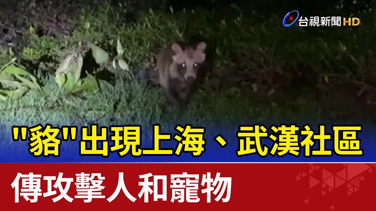 "貉"出現上海、武漢社區 傳攻擊人和寵物