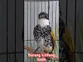 Download Lagu Burung kutilang batik