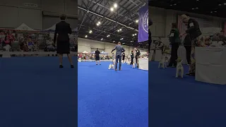 AKC National Championship 2024 Russell terrier Winners Bitch