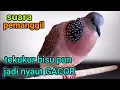 Lagu TEKUKUR LOKAL GACOR SUARA BESAR - SUARA PEMANGGIL, TEKUKUR BISU PUN JADI NYAUT GACOR