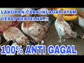 Download Lagu LAKUKAN CARA INI AGAR AYAM ELBA CEPAT BERTELUR‼️#bakalpeternak #peternaksrikandilampung