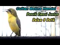 Download Lagu SUARA CUITAN SOGON BETINA GACOR MEMANGGIL JANTAN‼️PANCINGAN SOGON OMBYOKAN AGAR CEPAT BUNYI GACOR