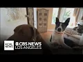 How a Sunland dog boarding turned into a luxury resort for pets