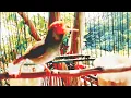 Download Lagu Suara Pikat Prenjak Kepala Merah JANTAN gacor ngalun handal memikat prenjak liar