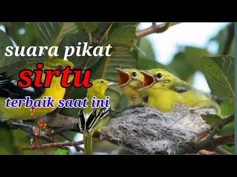 Download MP3 suara pikat sirtu yang susah turun