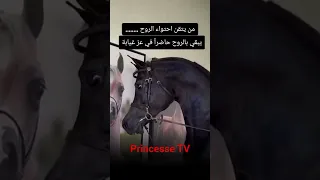 من يتقن احتواء الروح يبقى بالروح حاضرا في عز غيابه اكسبلور خواطر راقيه خواطر قلم خواطر من القلب 