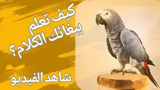 خطوات تعليم الببغاء الكلام  تفاصيل هامة  دندنها