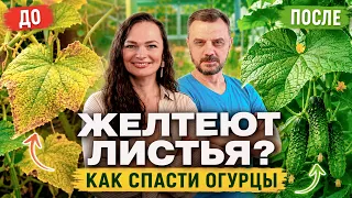 ОГУРЦЫ ЖЕЛТЕЮТ ИЗ-ЗА ЭТОЙ ОШИБКИ! Не спешите подкармливать