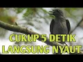 Download Lagu CUKUP 5 DETIK LANGSUNG NYAUT, PANCINGAN SRIGUNTING ABU