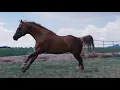 Barrel Horse News