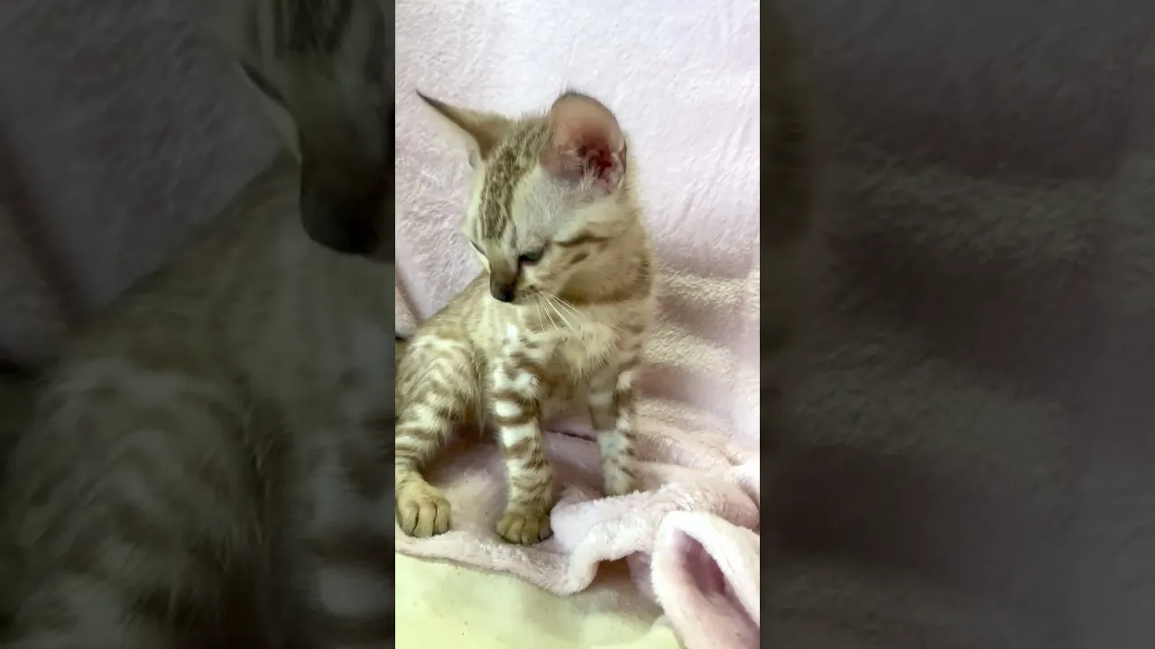 動画