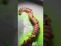 Download Lagu FORMIGAS DE FOGO DESTROEM MINHOCAS😱🐜🪱 #shorts