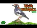 Download Lagu SUARA MASTERAN BURUNG | TEMBAKAN NGEROL
