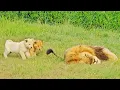 Download Lagu Naughty Lion Cubs Bother Dad Trying to Sleep