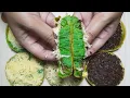 Download Lagu Wangi PANDANNYA Bikin LAPER! Martabak Mini Pandan SIMPEL \u0026 LEMBUT