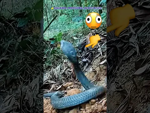 King Cobra Blocks the Trail — Don't Blink 🐍😱