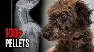 They Shot Him to Make Him Suffer. He Still Survived
