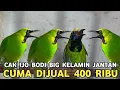 REJEKI NOMPLOK || NEMU CUCAK IJO JTN BIG CUMA DIJUAL 400 RIBU DI PASAR BURUNG PRAMUKA 