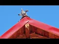 Download Lagu Un nou porumbel pripasit, este vorba de un gutan ‼️🕊🐦