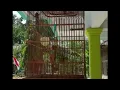 burung senger gacor suara jernih cocok buat masteran