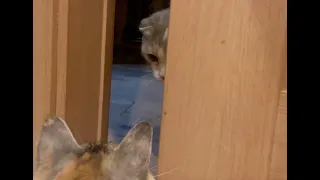 ドアを開けたらモモがいた！猫たちのかわいい動画