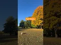Lagu Fall Walks 💛🧡 #dogsofyoutube #fall #autumncolors #peaceful #soothing #dogslife #joy #fallleaves