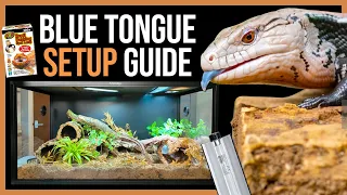 Blue Tongue Skink Setup